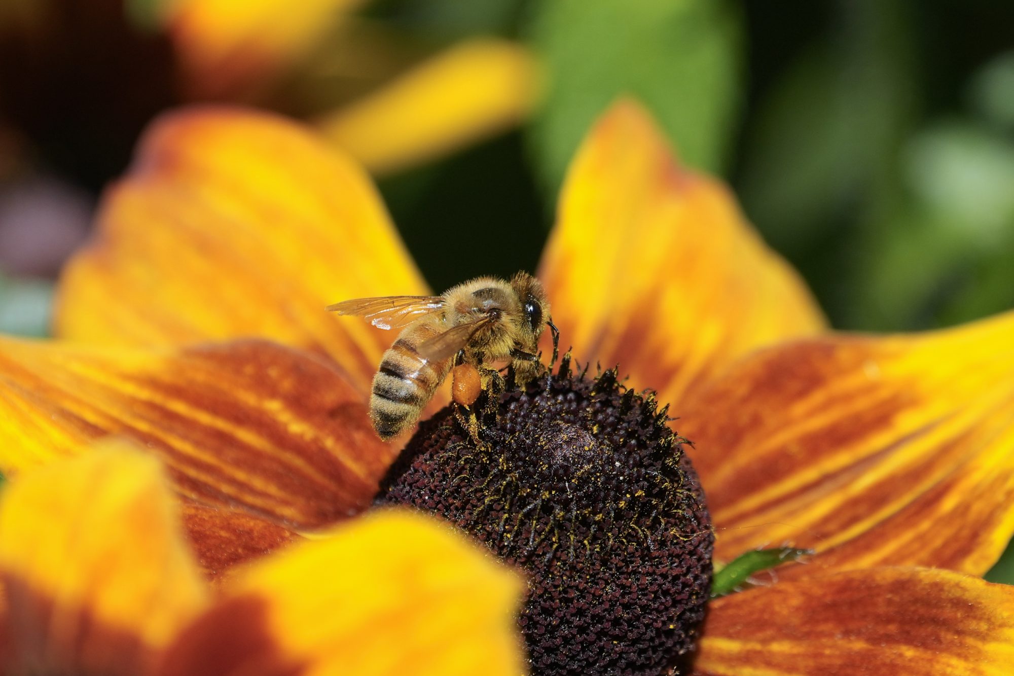 A honeybee on the core of an orange / yellow flower
