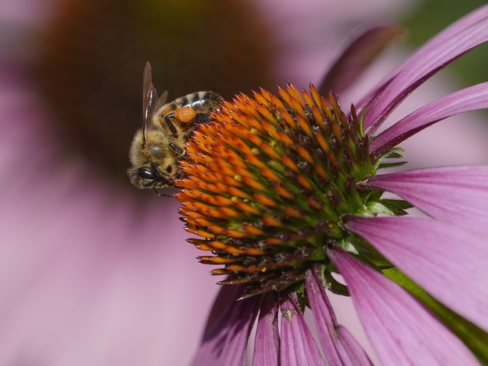 A honeybee on the red core of a flower with mauve petals