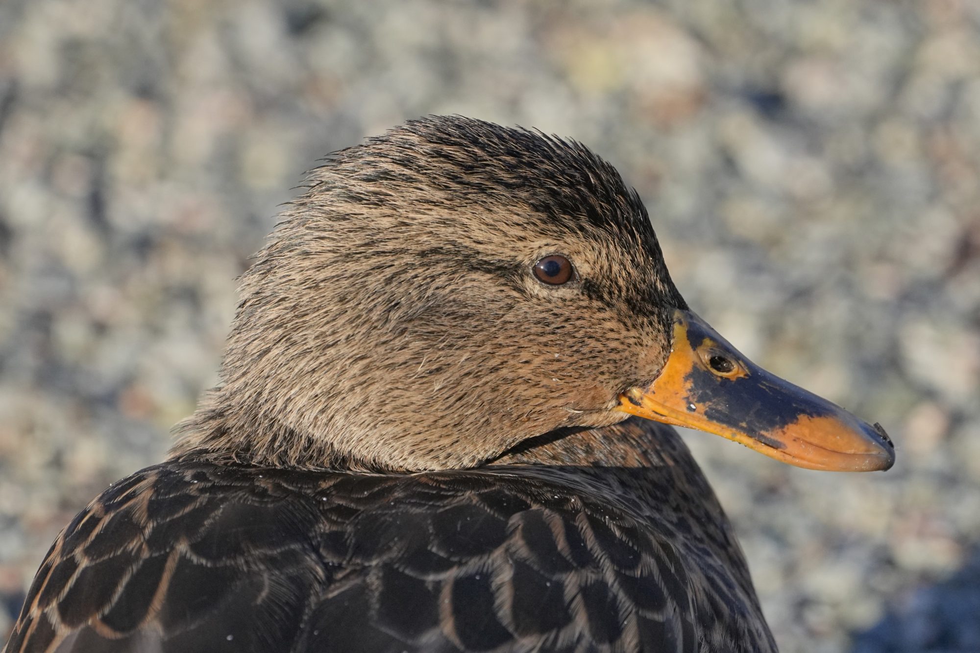 Closeup of a female Mallard's profile, with a gravelly trail for background