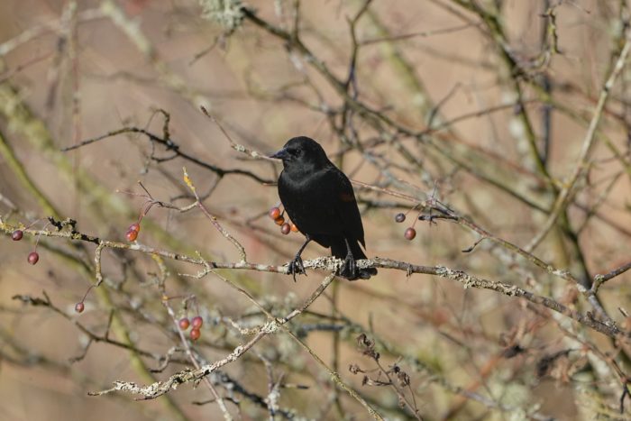 A male Red-winged Blackbird is on a bare branch, with a lot more bare branches in the background. There are a few red berries hanging from the branches
