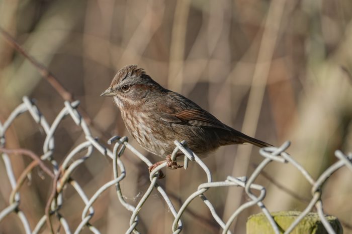 A Song Sparrow is sitting on top of a chain link fence. Its head feathers are a little raised and ruffled