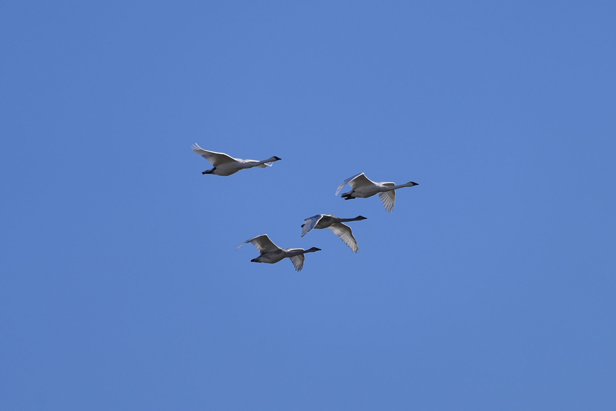 Four Trumpeter Swans are flying together under a clear blue sky