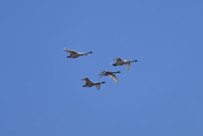 Four Trumpeter Swans are flying together under a clear blue sky