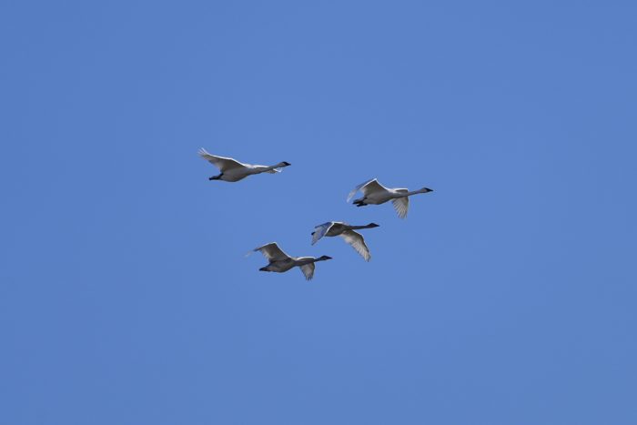 Four Trumpeter Swans are flying together under a clear blue sky