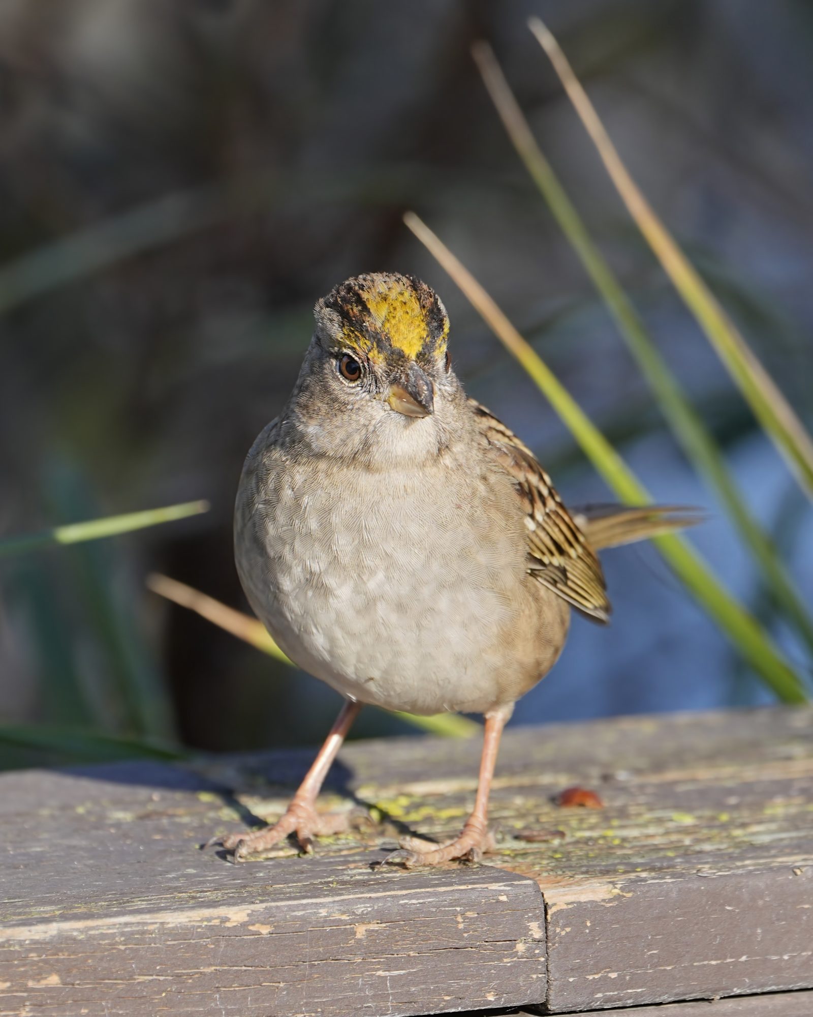 A Golden-crowned Sparrow is standing on a wooden fence