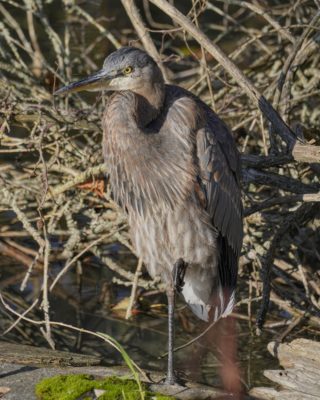 An immature Great Blue Heron is standing on one leg, on a log in shallow water, and glaring at the world