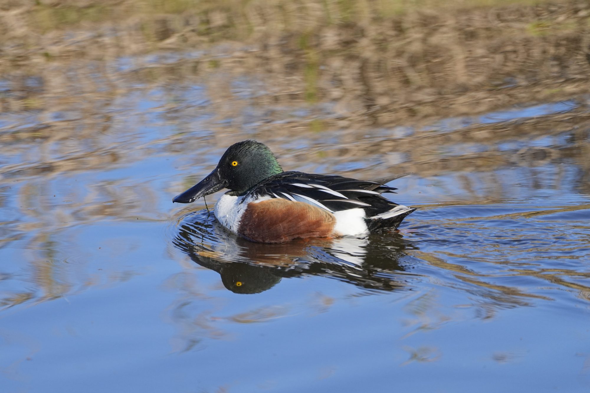 A male Northern Shoveler is swimming on the water. There is some black gunk dripping from its bill