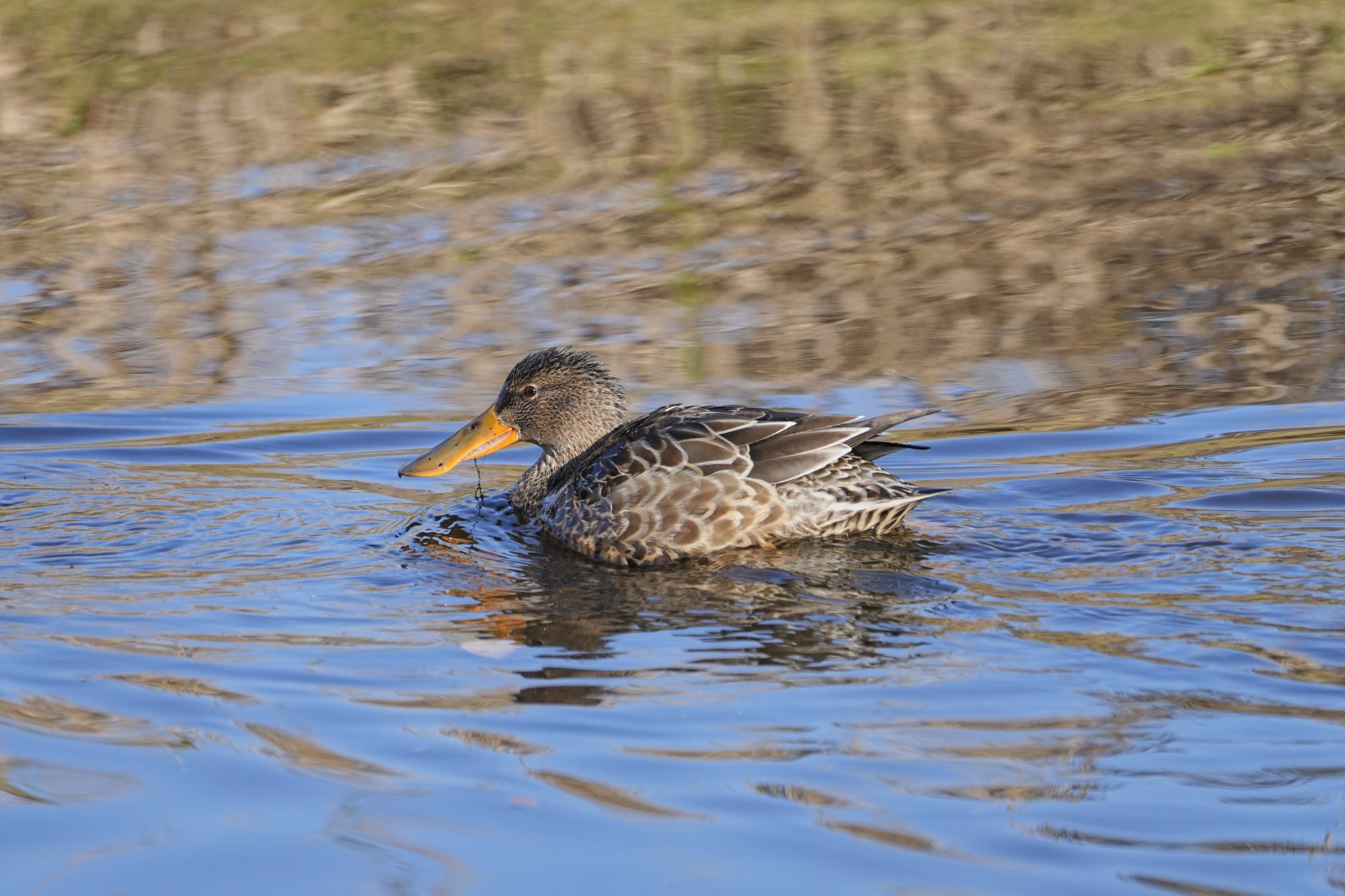 A femalemale Northern Shoveler is swimming on the water. There is some black gunk dripping from its bill