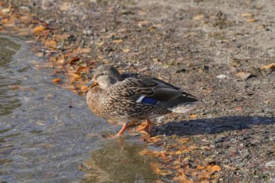 A female Mallard is stepping into the water. There are dead leaves lining the water's edge