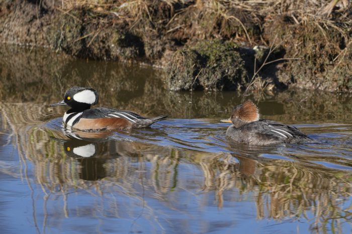 A Hooded Merganser couple are quietly swimming along, the male in the lead