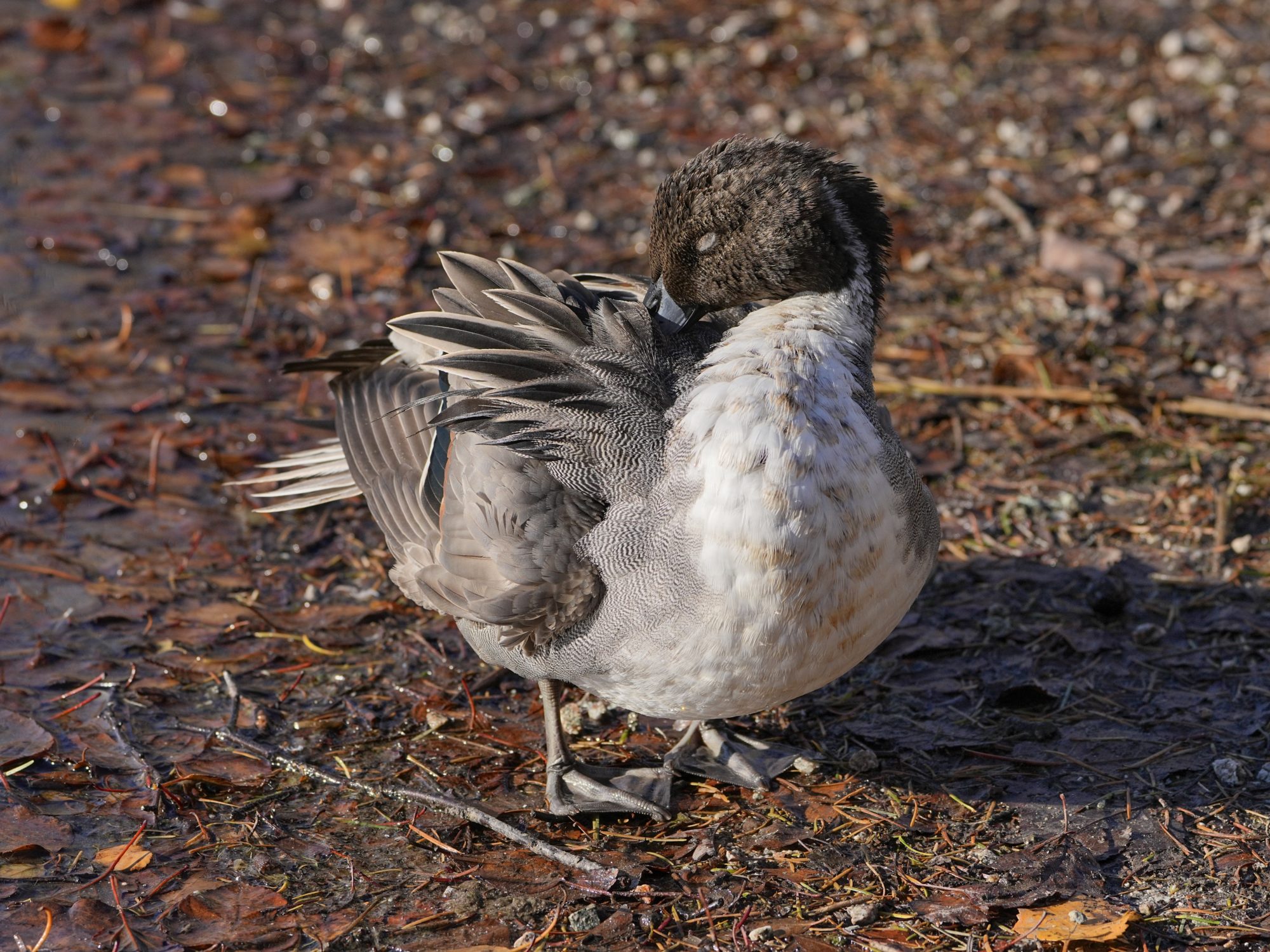 A slightly scruffy male Northern Pintail is either napping or preening with its eyes closed. It is right at the water's edge