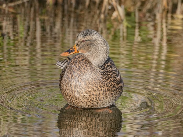 A female Mallard is standing belly-deep in water, her body facing us but she's looking away