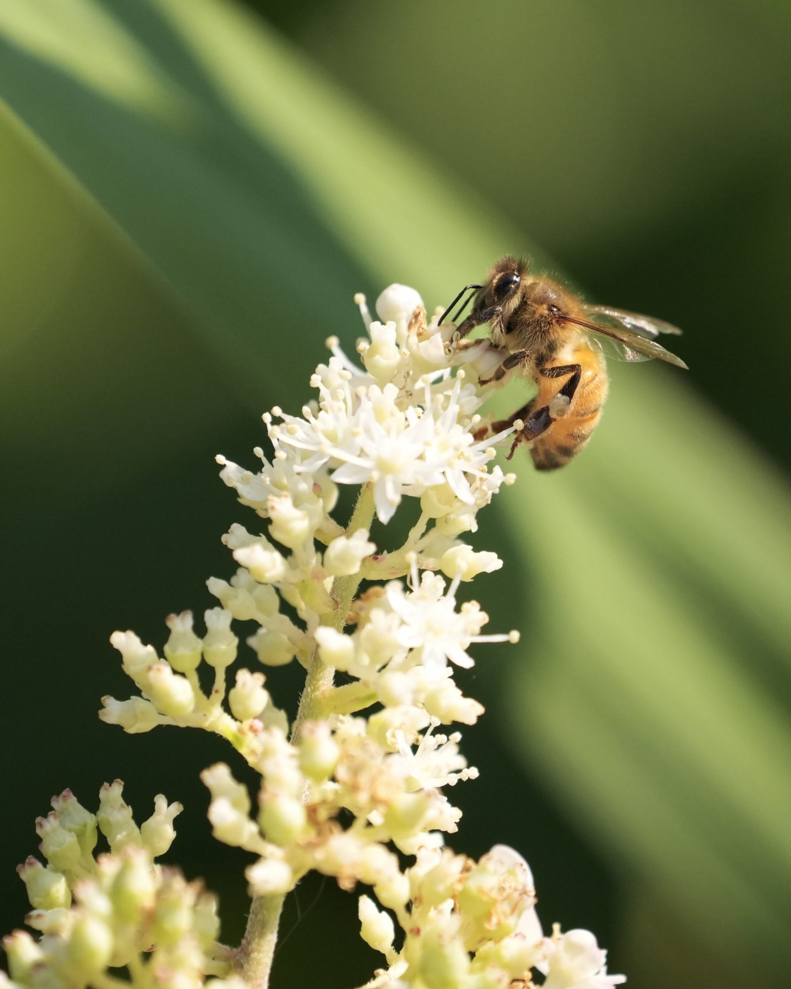A honeybee on a stalk of small white flowers