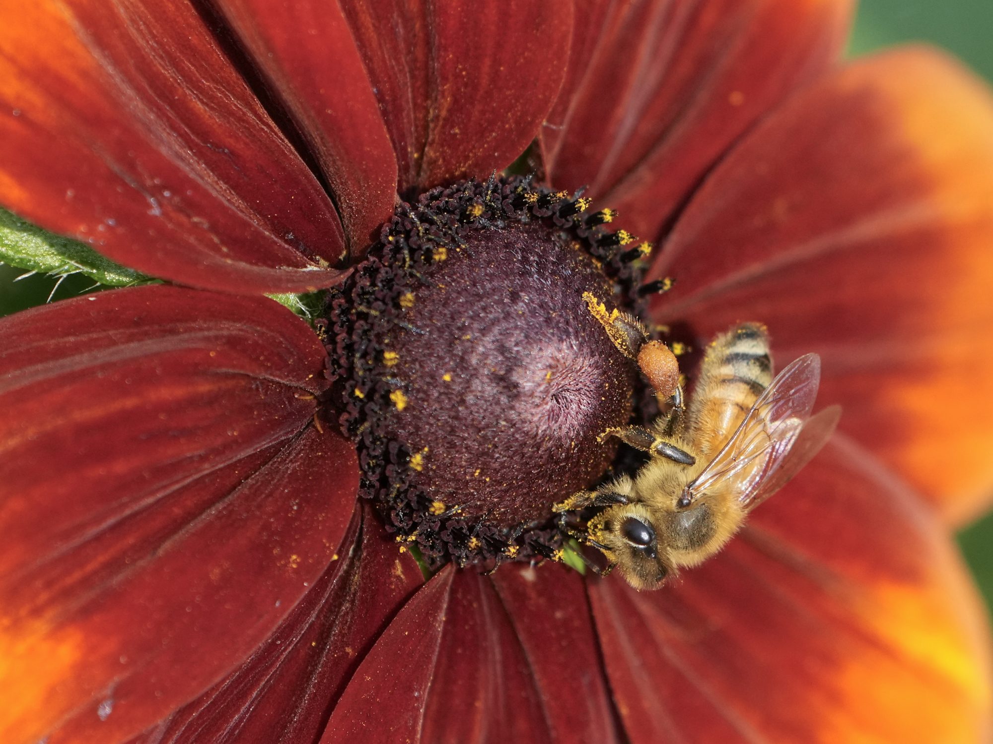 A honeybee on a dark red / orange flower