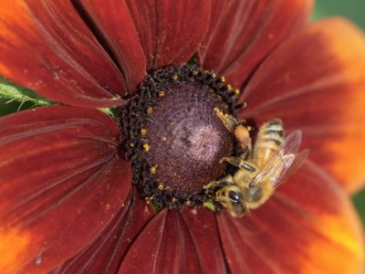 A honeybee on a dark red / orange flower