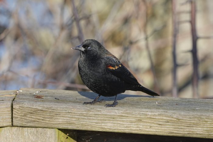 A male Red-winged Blackbird is standing on a wooden fence. Its translucent eyelids are closed