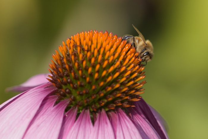 A honeybee on the orange core of a flower with pink / mauve petals