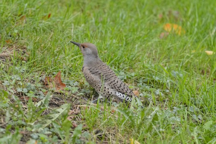 A female Northern Flicker is standing in grass, alertly looking out