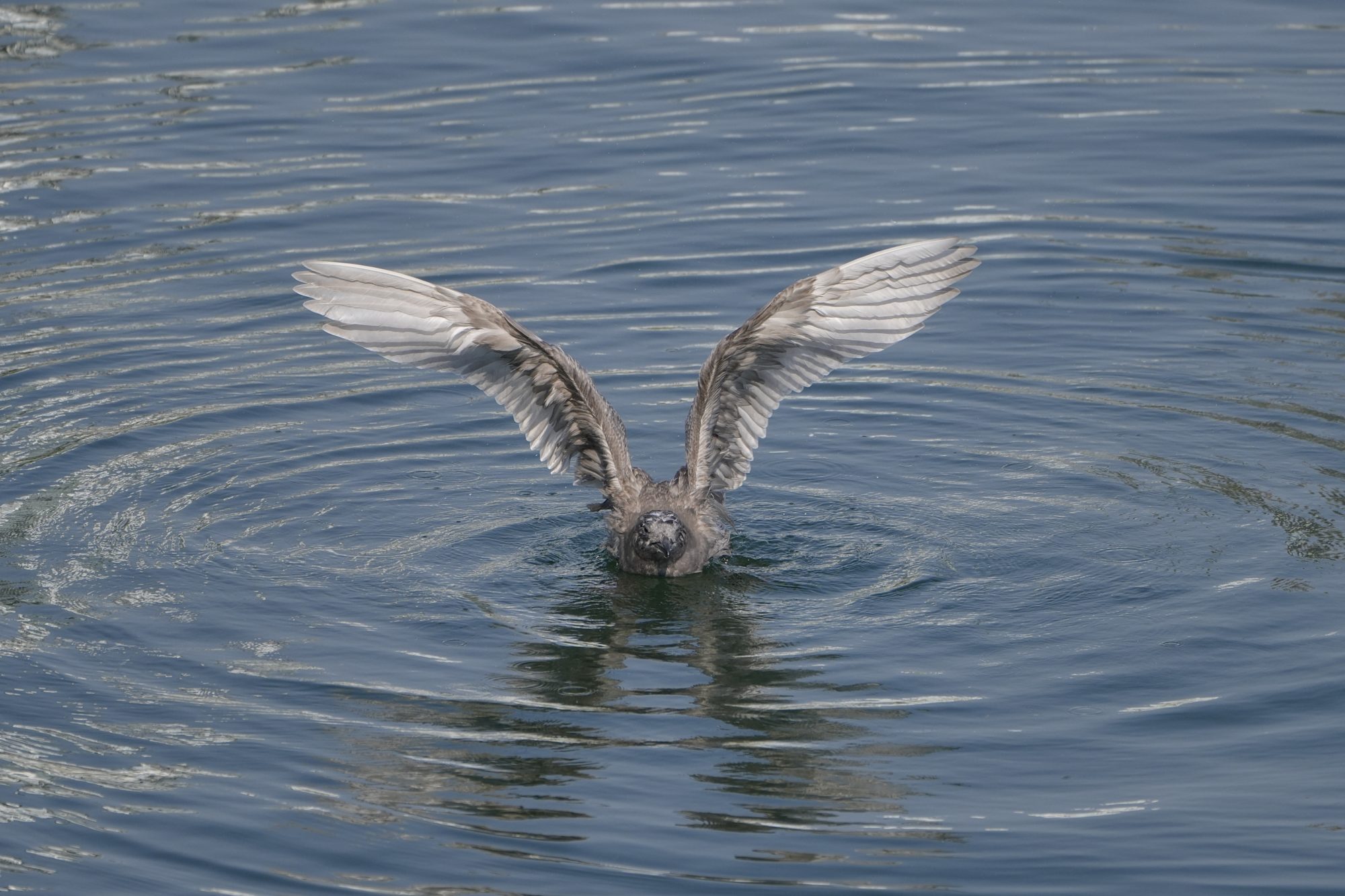 An immature Glaucous-winged Gull on the water, laying down and flapping its wings
