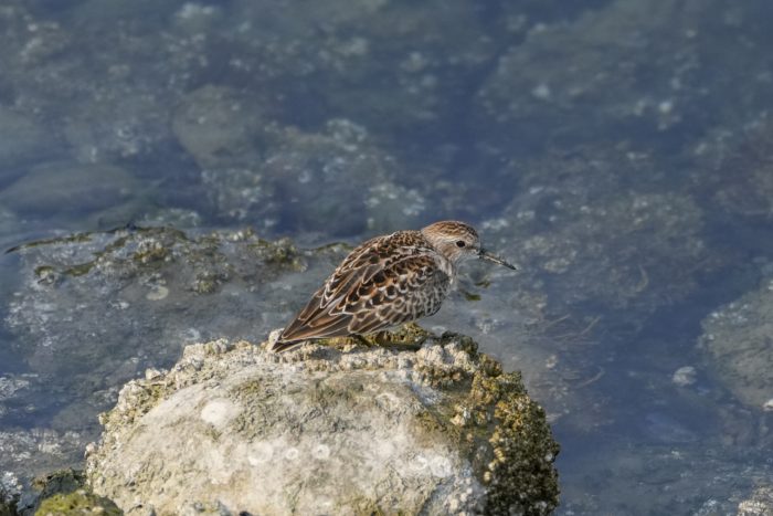 A Least Sandpiper on a rock, with shallow water in the background