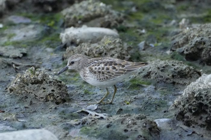 A Least Sandpiper wandering the intertidal zone, with little rocks as big as it is, in the shade
