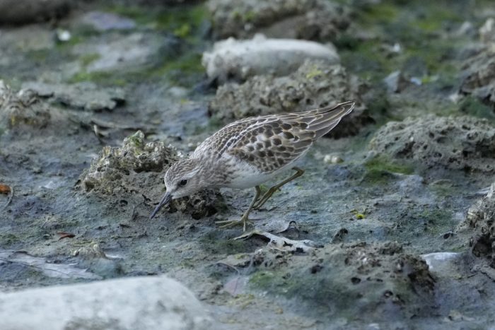 A Least Sandpiper wandering the intertidal zone and bending down, with little rocks as big as it is, in the shade