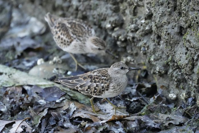 Two Least Sandpipers wandering the intertidal zone, with little rocks as big as it is, in the shade. They are right next to the seawall, covered in mud and barnacles
