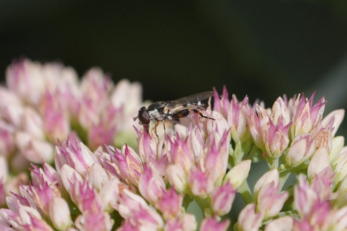 A hoverfly on pink and white flowers