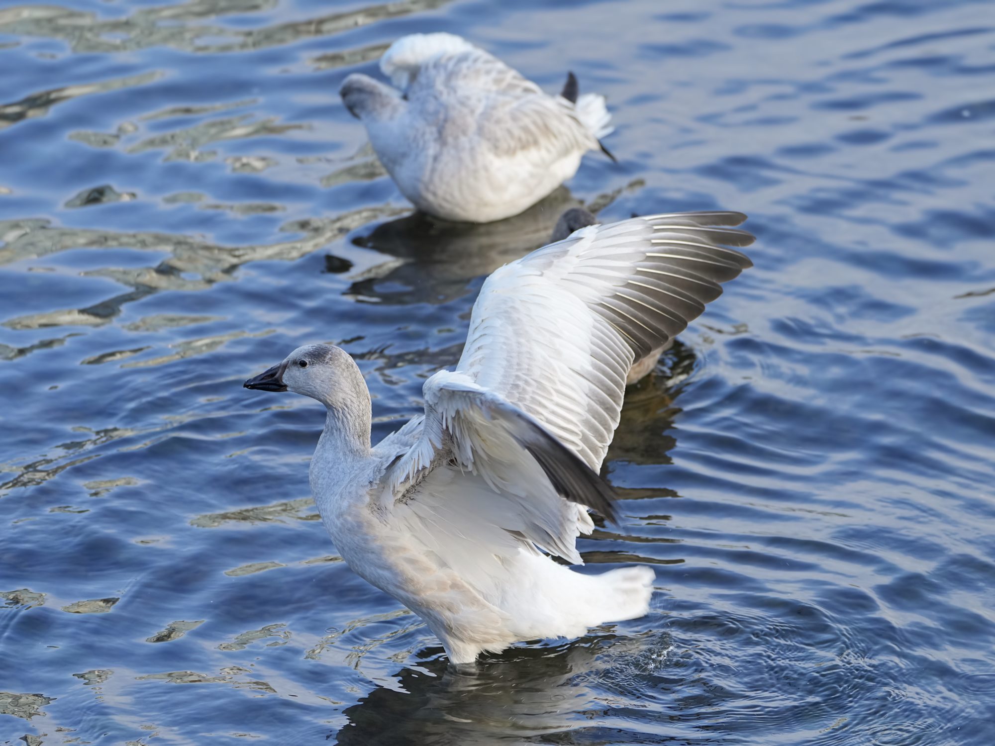 An immature Snow Goose in the foreground, standing belly deep in water and spreading its wings, with another immature Snow Goose preening in the background