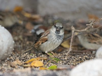 A male House Sparrow looking right at me, with some seed bits in its beak