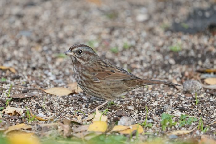 A Song Sparrow standing and facing one side, with sandy / gravelly ground in the background and grass with dead leaves in the foreground