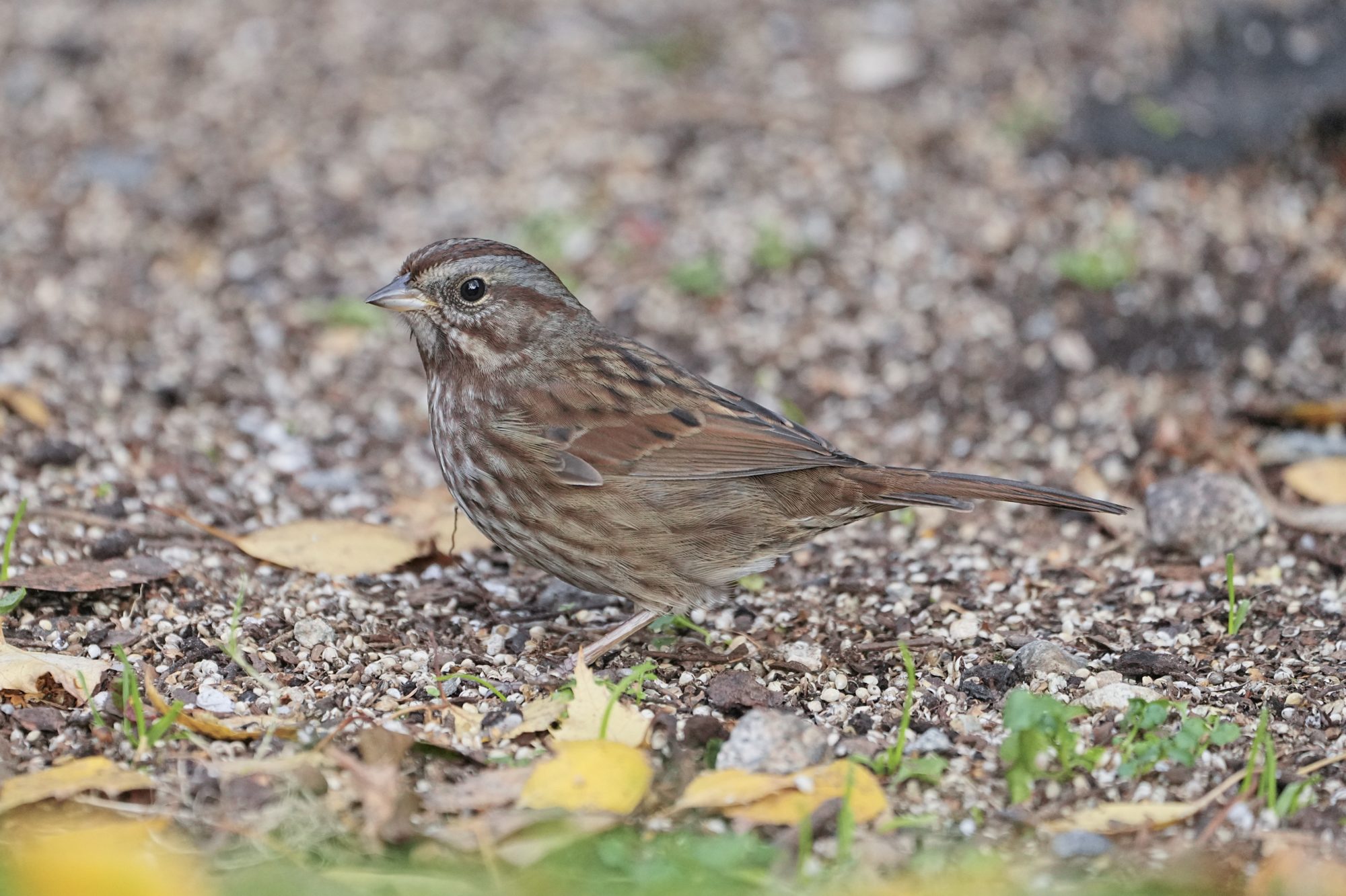 A Song Sparrow is standing on pebbly ground