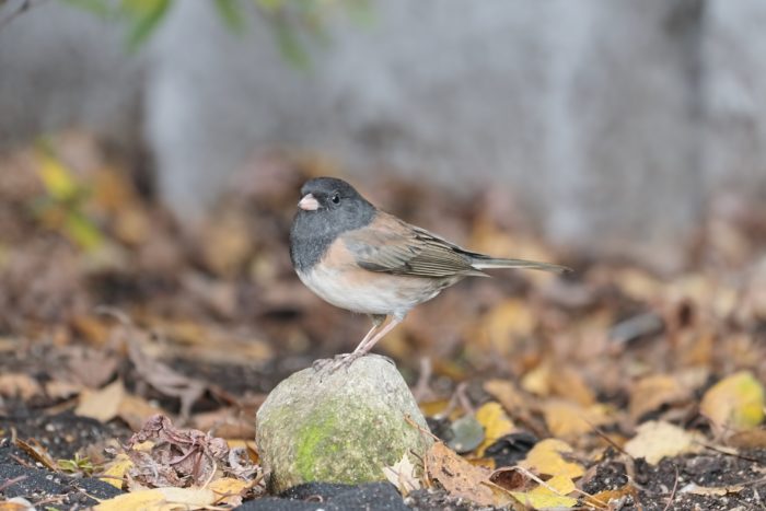 A Dark-eyed Junco is standing on a small rock