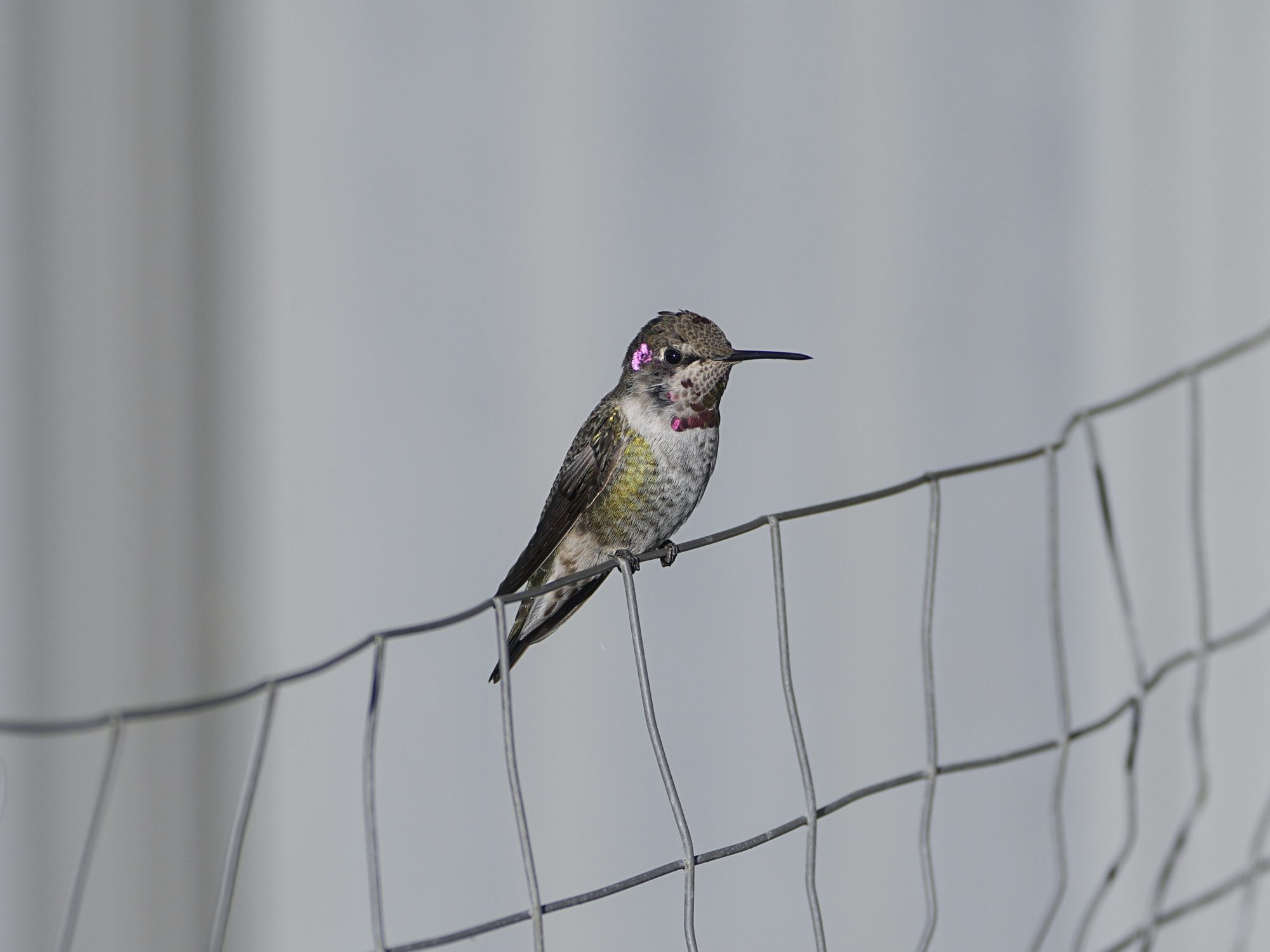 An immature male Anna's, with partially iridescent gorget, is sitting on a wire fence