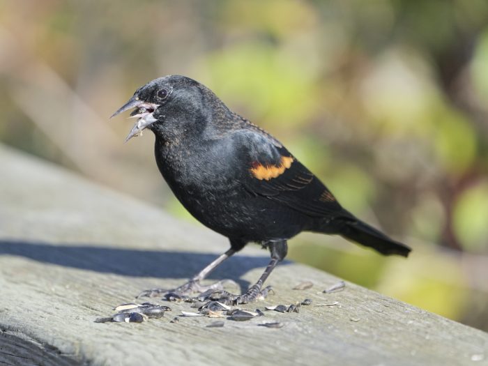 A male Red-winged Blackbird is on a wooden fence, surrounded by seeds, messily chewing another seed