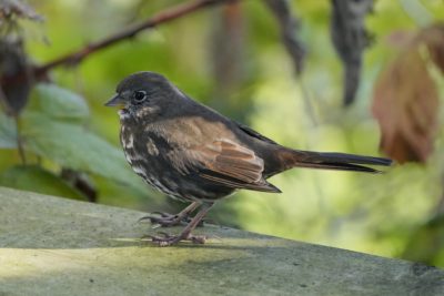 A Fox Sparrow is standing on a wooden fence, partly in the shade