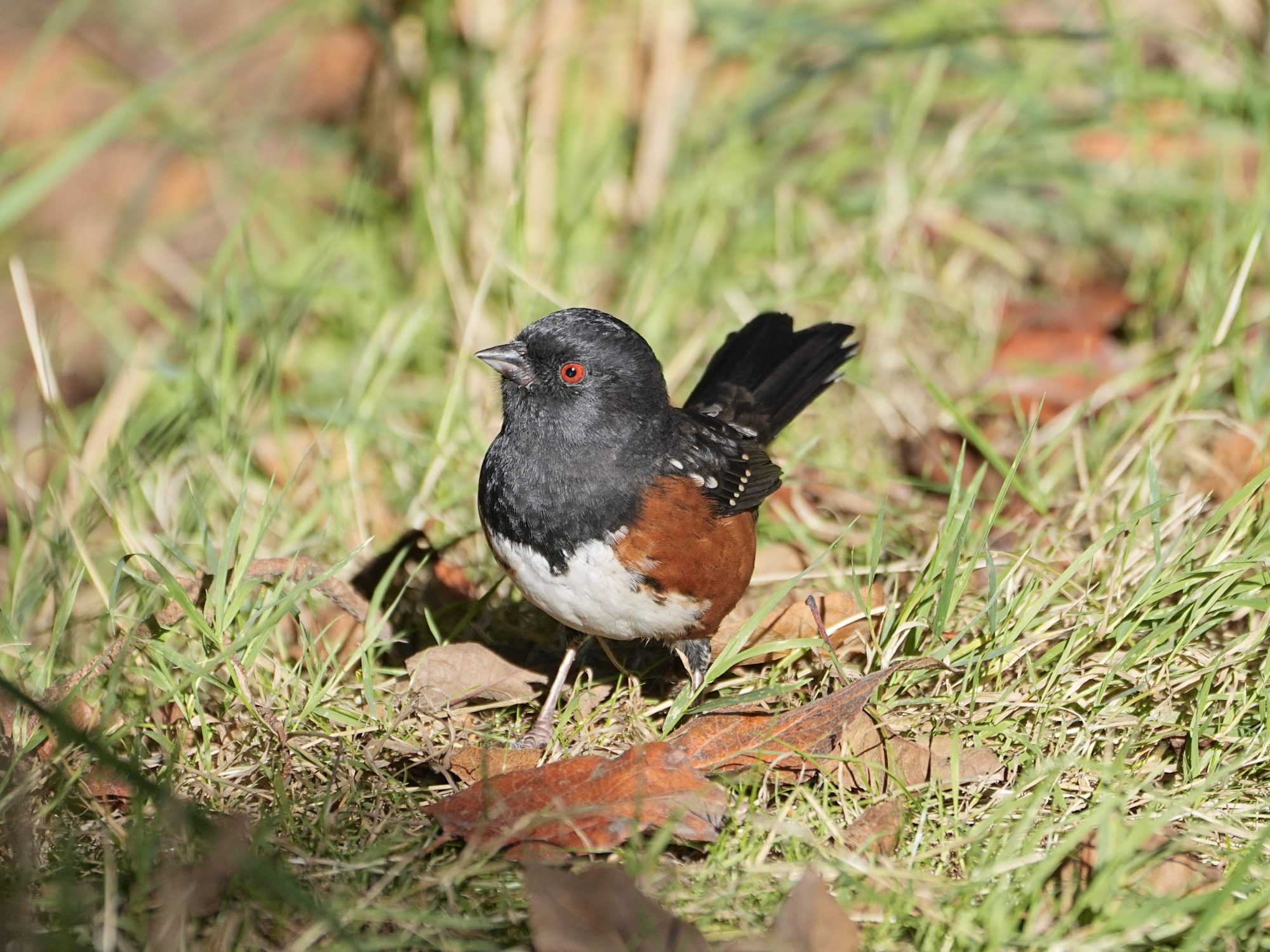 A Spotted Towhee is standing in the grass