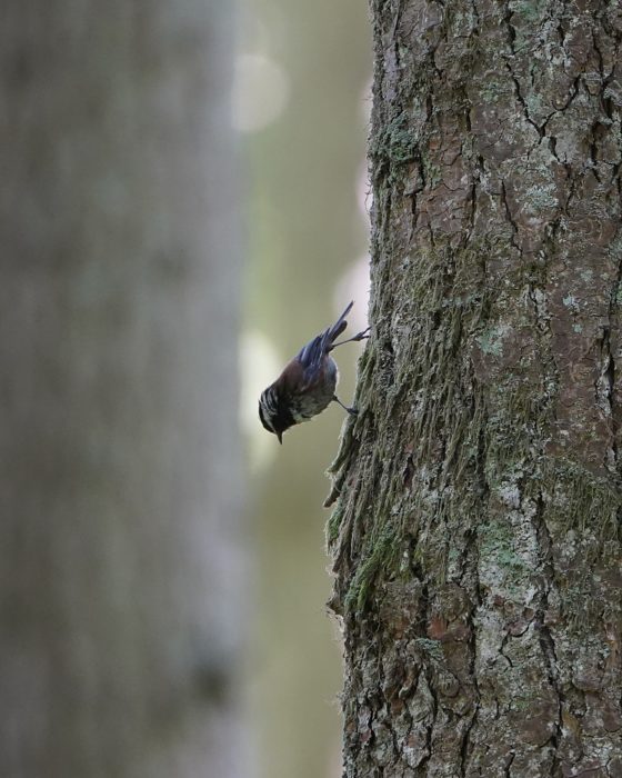 A Chestnut-backed Chickadee climbing upside down on a tree trunk.