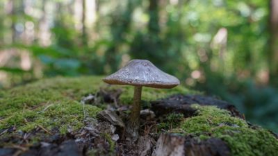 A grey mushroom on a moss-covered stump, in the middle of a forest