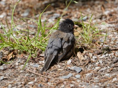 Dark-eyed Junco