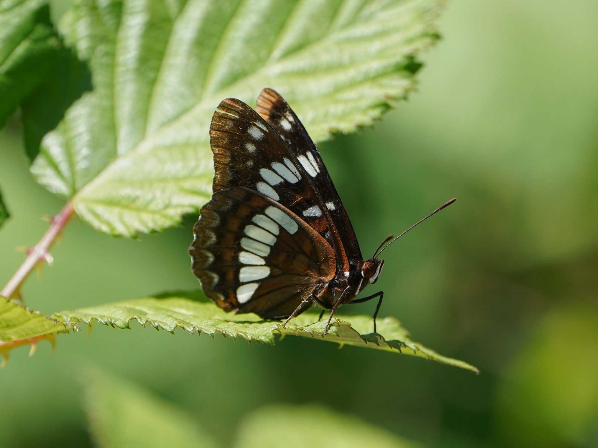 A Lorquin's Admiral butterfly (mostly dark brown & orange, with a row of white patches) on a green leaf