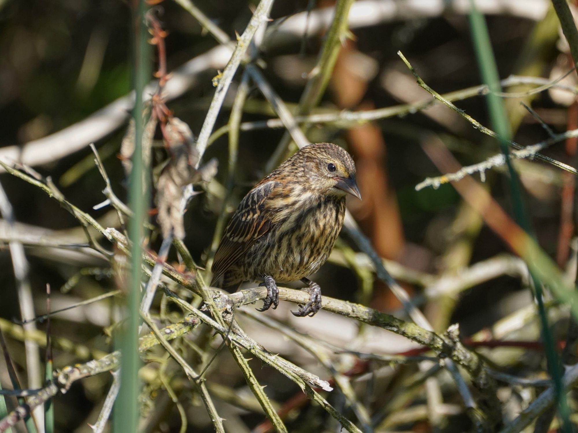 A female Red-winged Blackbird is partly hidden in the bushes