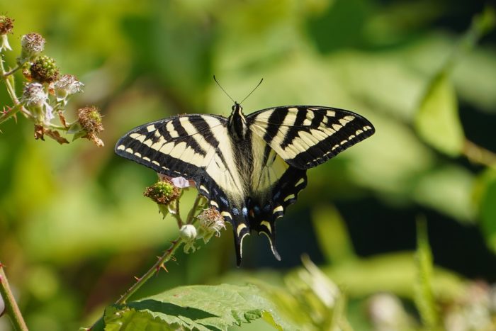 A Tiger Swallowtail butterfly