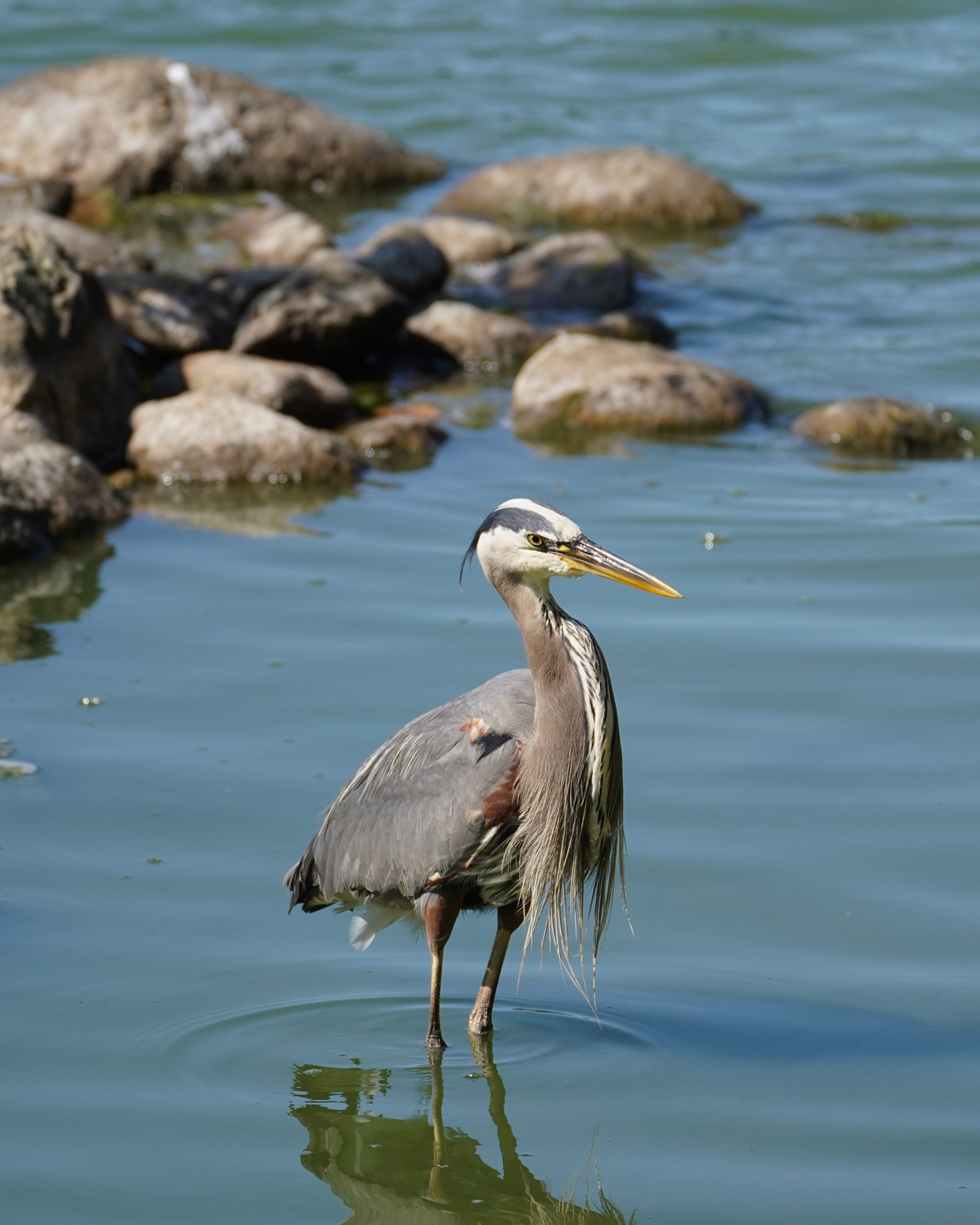 A Great Blue Heron is standing in shallow water, showing off its stringy chest feathers. A small rocky island is in the background