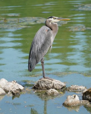 A Great Blue Heron is standing on one of a row of small rocks just above the water surface