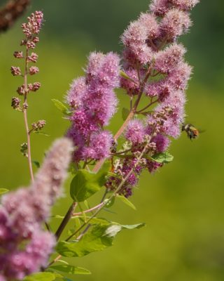 A bumblebee landing on a cluster of pink flowers