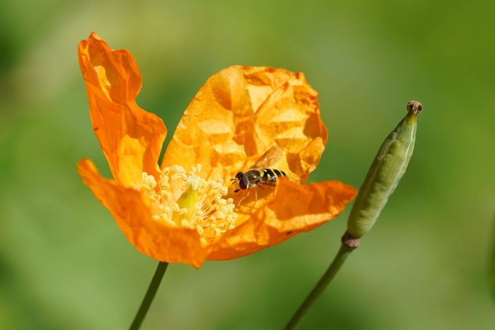 A hoverfly on a large yellow-orange flower