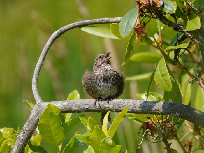 A Song Sparrow is sitting on a branch, fluffed out and singing its heart out