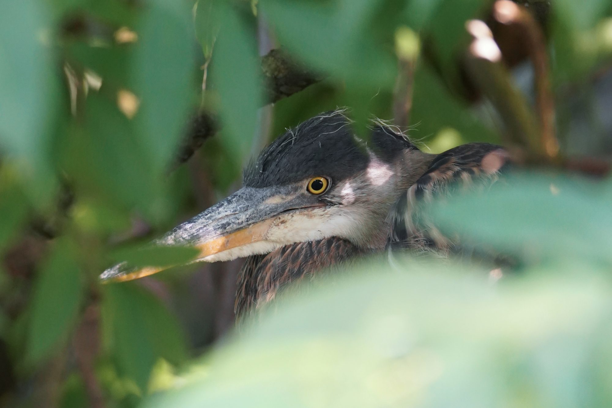 An immature Great Blue Heron hiding deep in a bush. Only its face is visible