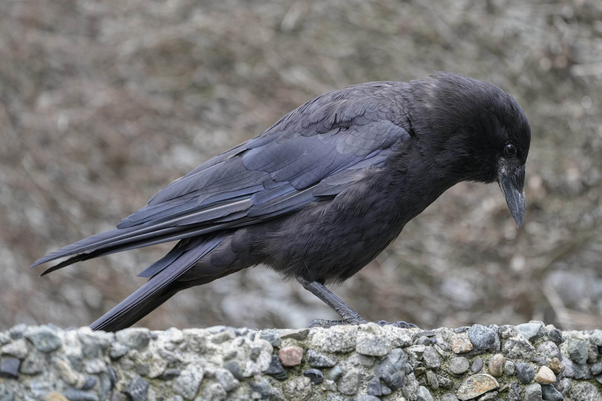 A crow is standing on a stone ledge, looking down
